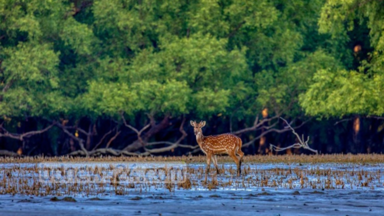 Sundarbans